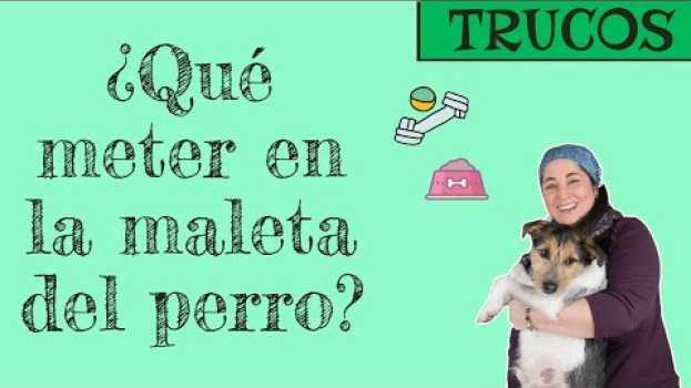 Video ¿Qué meter en la maleta del perro cuando viajas? 🐶 em Portuguese