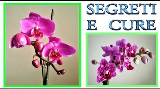 Video ORCHIDEA tutti i trucchi ed i segreti per curarla, farla fiorire e riprodurre, orchidee, phalenopsis em Portuguese