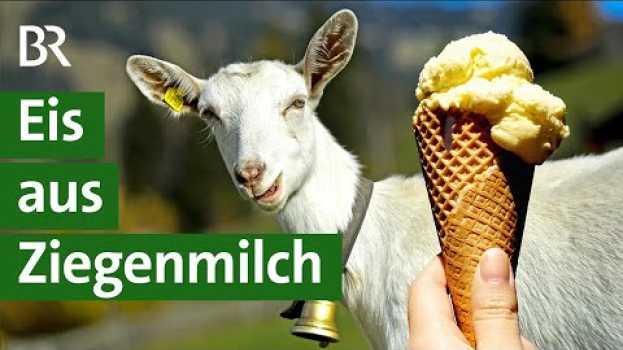Видео Ziegenmilch: Wie schmeckt sie im Eis? | Ziegenhaltung | Landwirtschaft | Unser Land | BR на русском