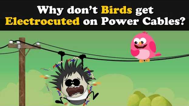 Video Why don't Birds get Electrocuted on Power Cables? + more videos | #aumsum #kids #education #children em Portuguese