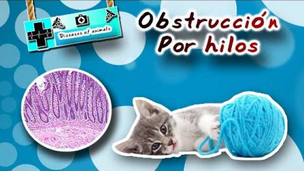 Video Que pasa cuando un gato come hilos - medicina veterinaria em Portuguese