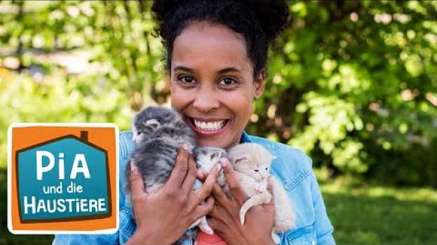 Video Ein Tag bei der Tierfotografin | Information für Kinder | Pia und die Haustiere | Spezial en français