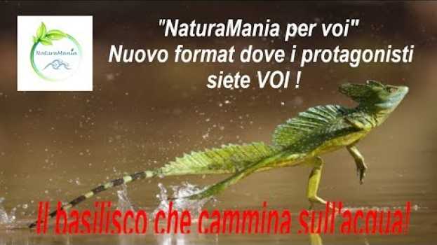 Video Il BASILISCO che CORRE sull'ACQUA! - "NaturaMania per voi" su italiano