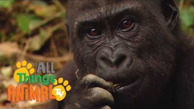Video * GORILLA * | Animals For Kids | All Things Animal TV em Portuguese