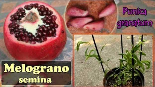 Видео Come SEMINARE i semi del MELOGRANO raccolti dal frutto - Punica granatum на русском