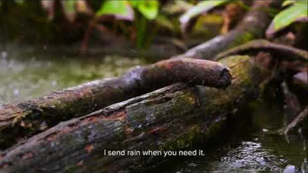 Video Nature is Speaking Catalina García is Amazonia | Conservation International (CI) in English