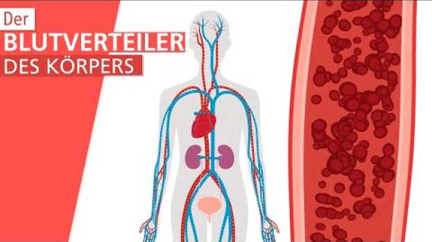 Video Was ist Blutdruck? | Stiftung Gesundheitswissen en français