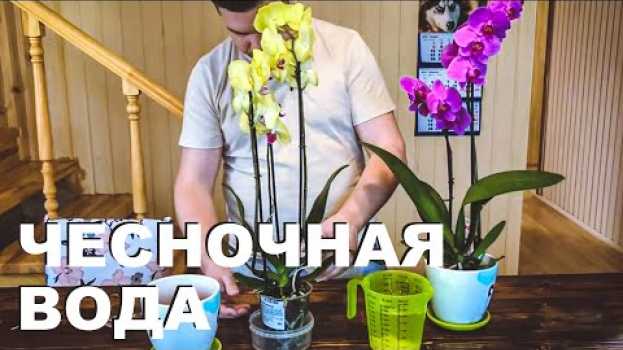 Video Удивило, когда узнал на что способно удобрение для орхидей из чеснока. su italiano