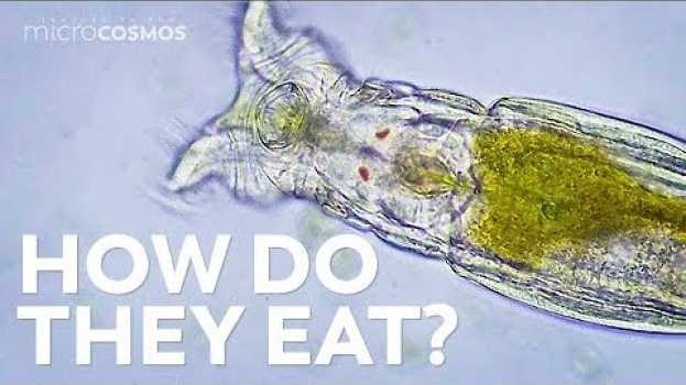 Video How Microscopic Hunters Get Their Lunch en français