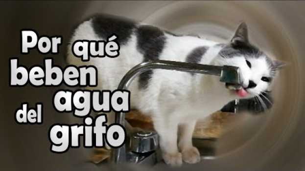 Video El agua puede matar a tu gato si no bebe correctamente #gatos en français