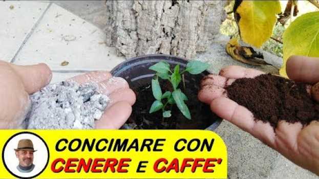 Video CONCIMARE CON LA CENERE E CAFFE' su italiano