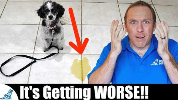 Video The BIGGEST Mistake People Make With Puppy House Training en français
