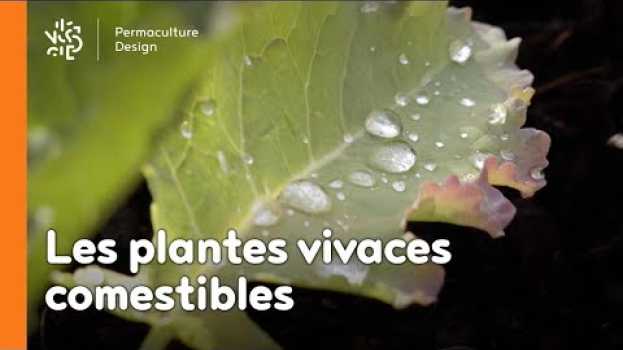 Video Introduction aux plantes vivaces comestibles su italiano