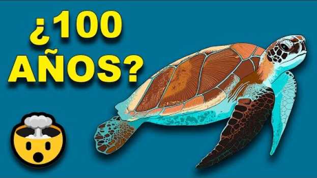 Video 🐢 ¿Por Qué las Tortugas VIVEN Tanto Tiempo? - Animales Salvajes en Español