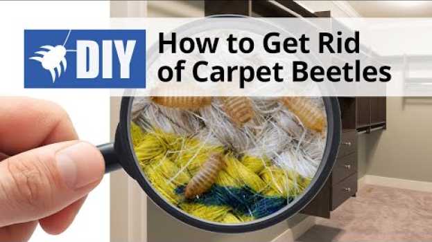 Video How to Get Rid of Carpet Beetles | DoMyOwn.com in Deutsch