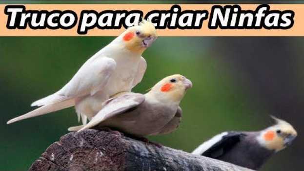 Video Truco Para Criar Ninfas con Exito y Muy Fácil in English