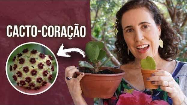 Video 🌵💕 CACTO-CORAÇÃO (Hoya kerrii) - Como Cultivar | Nô Figueiredo in English