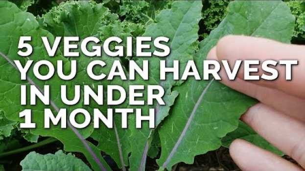 Video 5 Fast Growing Veggies You Can Harvest in Under 1 Month en français