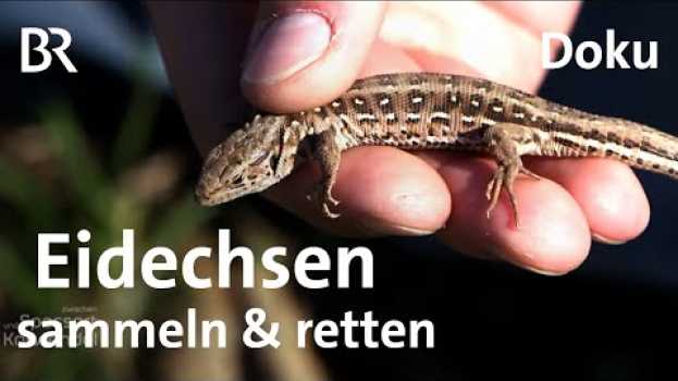 Видео Zauneidechsen: Sammelaktion zum Schutz der Tiere | Zwischen Spessart & Karwendel | Doku | BR на русском