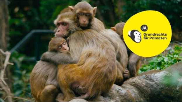 Video Initiative «Grundrechte für Primaten» erklärt | JA zur Primaten-Initiative! su italiano