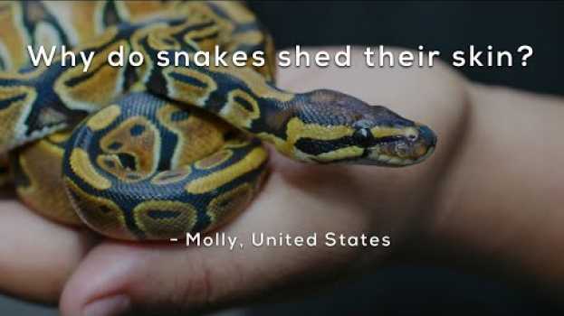 Video Why do snakes shed their skin? em Portuguese