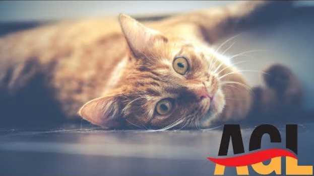 Video Ein süßes Kätzchen! ? | Warum sagt man DAS Mädchen? ? #subtitles #learnGerman #Deutschlernen en français