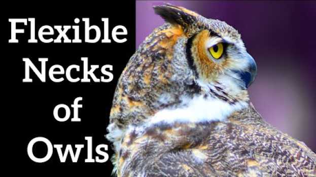 Video How Owls Turn Their Heads Around em Portuguese