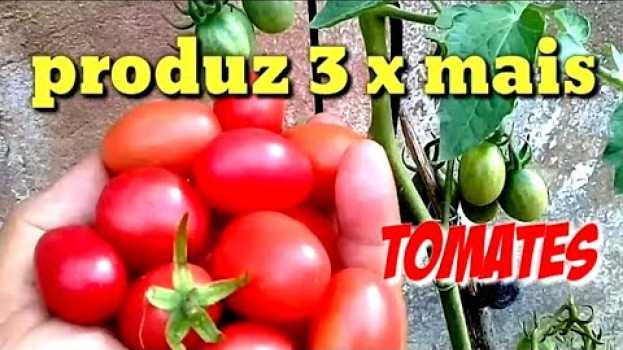 Video Faça seu pé de tomate produzir 3 vezes mais en Español