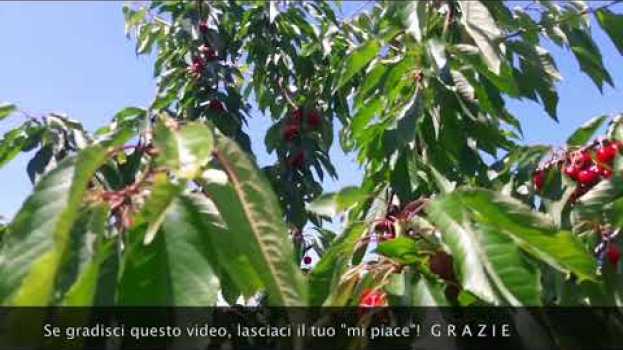 Video Cosa succede al ciliegio quando si fa una giusta potatura? na Polish