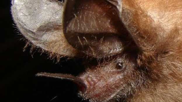 Video Morcegos usam folhas como espelhos para encontrar presas no escuro.  Vamos saber mais?  Vem! in Deutsch