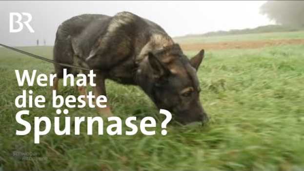 Video Immer der Nase nach: Fährtenhundemeisterschaft in Friedberg | Suchhunde | Schwaben & Altbayern | BR em Portuguese