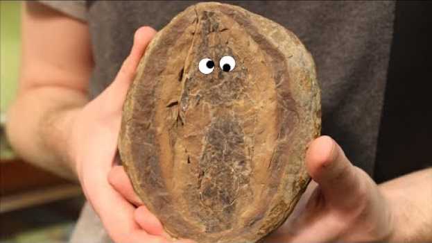 Video In diesen Überraschungs-Eiern sind echte Fossilien! - Lebacher Eier na Polish