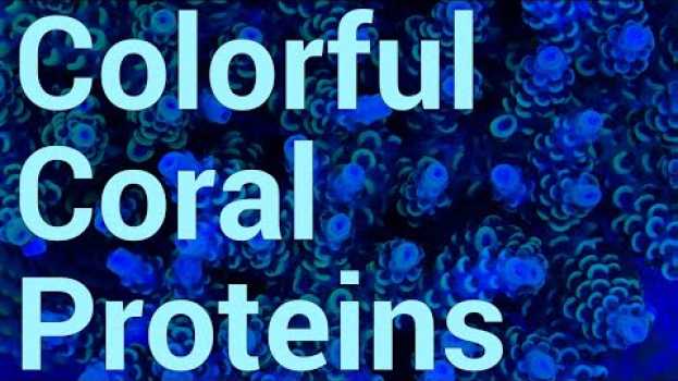 Video Why are corals so colorful? Colorful Coral Proteins! su italiano