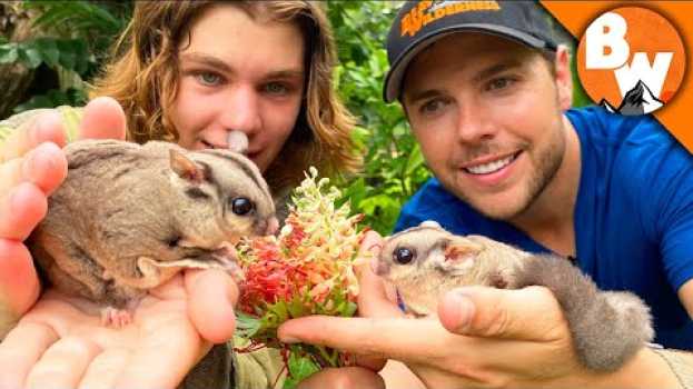 Video Secrets of Sugar Gliders REVEALED! Not as Cute as they LOOK! en français