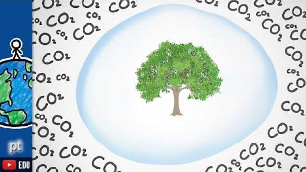 Video Quanto oxigênio uma árvore consegue segurar? | Minuto da Terra in English
