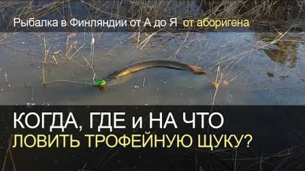 Видео Где, когда и на что ловить трофейную щуку. Рыбалка в Финляндии на русском