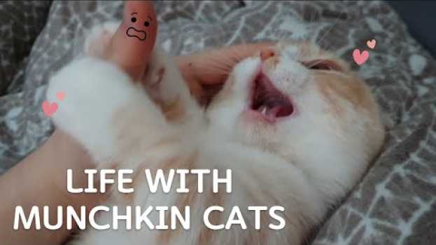 Video Before Vs. After getting cute little Munchkin Kittens en français