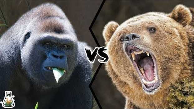 Video GRIZZLY BEAR VS WESTERN GORILLA - Who would win a fight? na Polish
