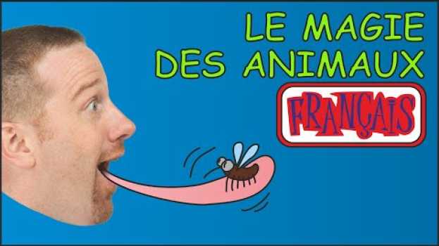 Video La Magie des Animaux | Français pour les Enfants | Steve and Maggie Français na Polish
