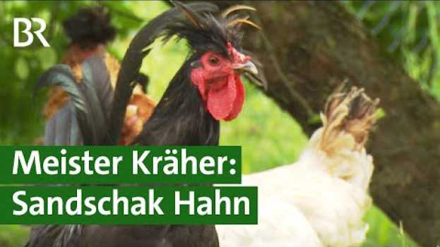 Видео Seltene Sandschak-Hähne: Ihr langes Krähen vertreibt jeden Hühnerdieb | Unser Land | BR на русском