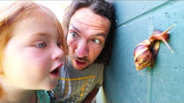 Video MY PET SNAIL!! New Morning Routine catching bugs with Adley in Hawaii na Polish