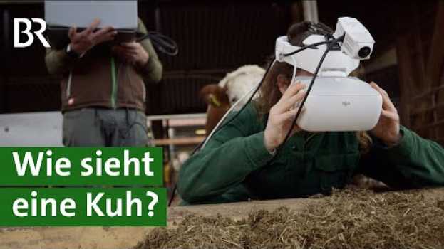 Видео Mehr Tierwohl für Kühe: Mit Virtual Reality Brille die Bedürfnisse der Kuh erkennen | Unser Land на русском