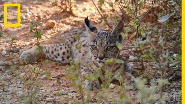 Video Comment les bébés lynx apprennent-ils à chasser ? na Polish