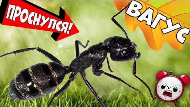 Video Муравьи-гиганты Вагусы после зимовки. Что не так с муравьиной фермой на 3д принтере?! en français