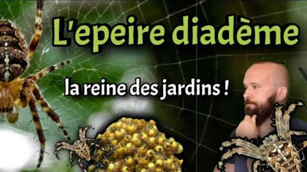 Video L'epeire diadème, la reine des jardins ! ( Tout savoir sur cette araignée ou presque) in Deutsch