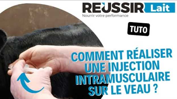 Видео [TUTO] Comment réaliser une injection intramusculaire sur le veau ? на русском