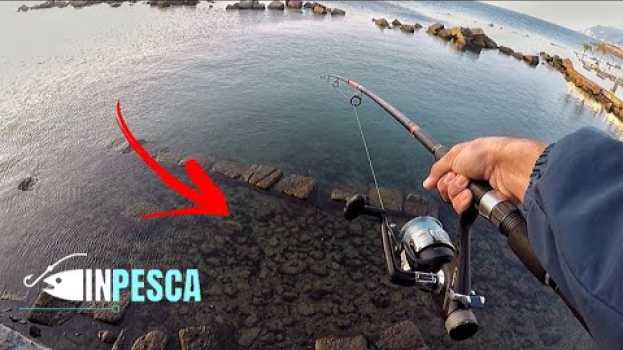 Video Pesca del POLPO dalla scogliera | Cosa non si fa per PESCARE questi CEFALOPODI !!! em Portuguese