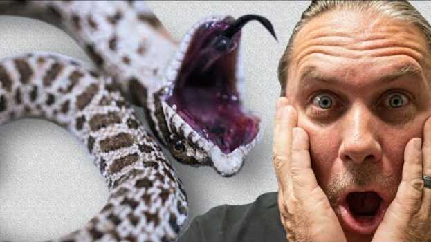 Video IS MY SNAKE DEAD?? OR NOT?? | BRIAN BARCZYK su italiano