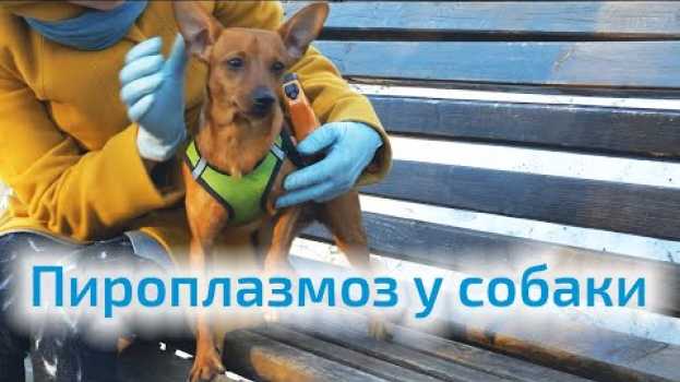 Video Пироплазмоз у собаки.  Признаки и способы защиты en Español