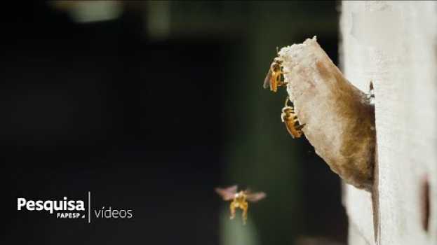 Video Agroquímicos ameaçam abelhas sem ferrão en Español